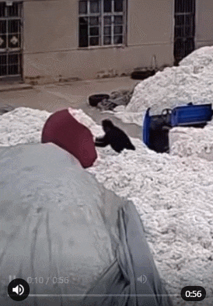 3a8e176f555730d68324ae08a25388bb_1724047778_3144.gif